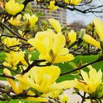 Yellow Magnolia Tree Live Plant in 2.5 Inches in Pot, Starter Plant, Fragrant Perennial Ornamental Plants Shrub for Outdoor Garden