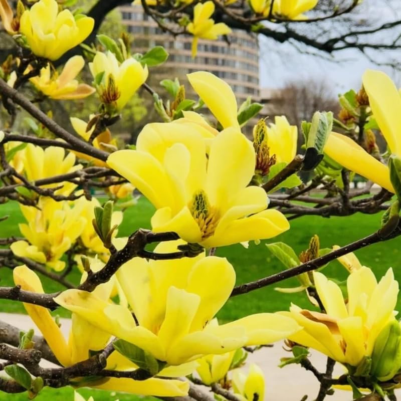 Yellow Magnolia Tree Live Plant in 2.5 Inches in Pot, Starter Plant, Fragrant Perennial Ornamental Plants Shrub for Outdoor Garden