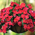 2 Vinca Plants Live Ground Cover, 3-6" Tall Trailing Vinca Flowers for Garden Beds, Pots, Outdoor Landscaping, in Pot