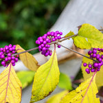 2 Beautyberry Bush Plants Live, American Beautyberry Seedlings, Berry Bushes Live Plant, Well Rooted, No Pot, Size 5 to 9 Inc in Tall