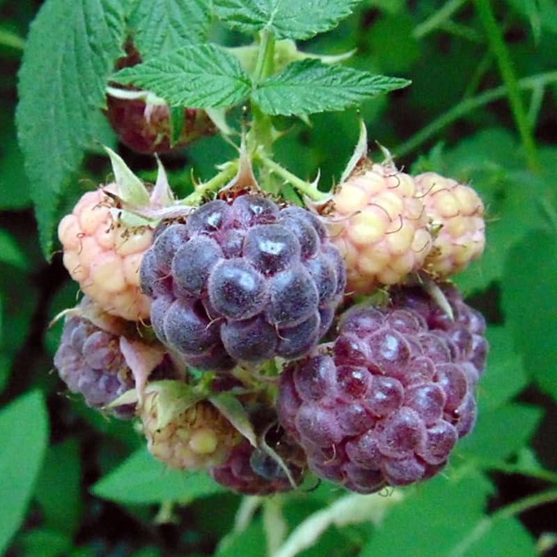 2 Raspberry Plants Live Seedlings 5 to 9 Inch Tall, Sweet Raspberry Bush Live Plants, Edible Raspberries Fruit Trees Live Plants (Glencoe Thornless Raspberry Plants)