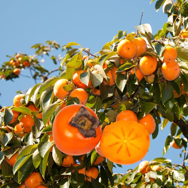 2 Sweet American Persimmon Trees Live Plants for Zones 7 to 10, Cold Hardy, Size 8 to 10 Inc Tall, No Pot, No Leaf in Winter
