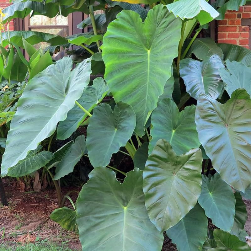Combo 2 Jack Giant Green Colocasia Live Plants, 5 to 8" in Tall, Elephant Ear Esculenta Taro Alocasia Live Plant for Planting, Live House Plant Colocasia