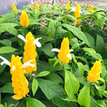 2 Golden Shrimp Plants Live, Yellow Shrimp Plants, 4 to 6 Inches in Height, Live Shrimp Plant Indoor, Shrimp Live Plant for Garden