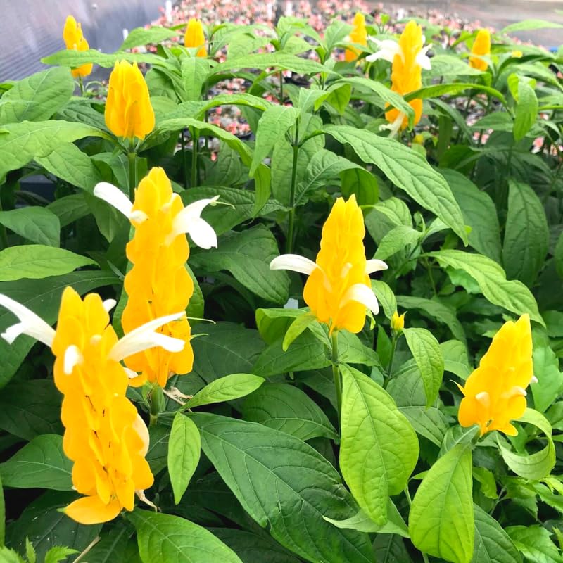Yellow Shrimp Plants Live, 4 Golden Shrimp Plants, 4 to 6 Inches Tall