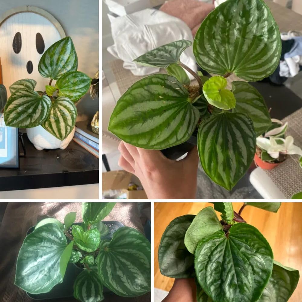 Live Green Peperomia Plant, 3-6 Inches Tall Plant, Live Peperomia Succulents Plants Houseplants, Maintenance Houseplant for Home Decoration