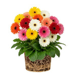 Pack of 2 Daisy Plants, Mix Gerbera Daisy Live Plants, Gerbera Daisy Plant, 4 to 7 Inches Tall, Daisy Live Plant, No Pot, Daisy Plants Live for Growing Outdoors Indoors