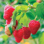 4 Hardy Raspberry Trees Live Plants, Purple Everbearing Raspberries Bushes Plants 5 to 10 Inc Tall, Well-Rooted, No Pot, Sweet Flavor (Caroline Red)