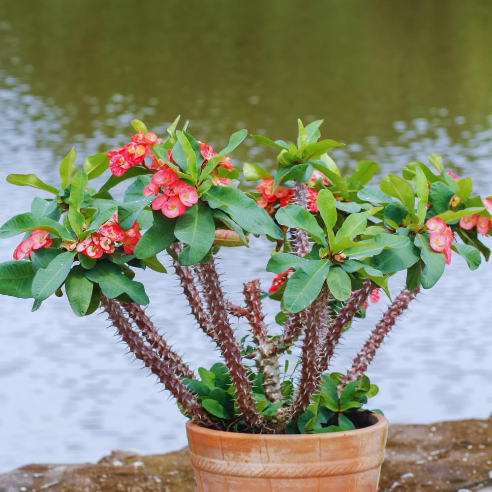 Red Crown of Thorns Plant, 6 to 10 Inc Tall, Hardy Euphorbia Milii Tree Live Plant, Houseplant Succulents Live