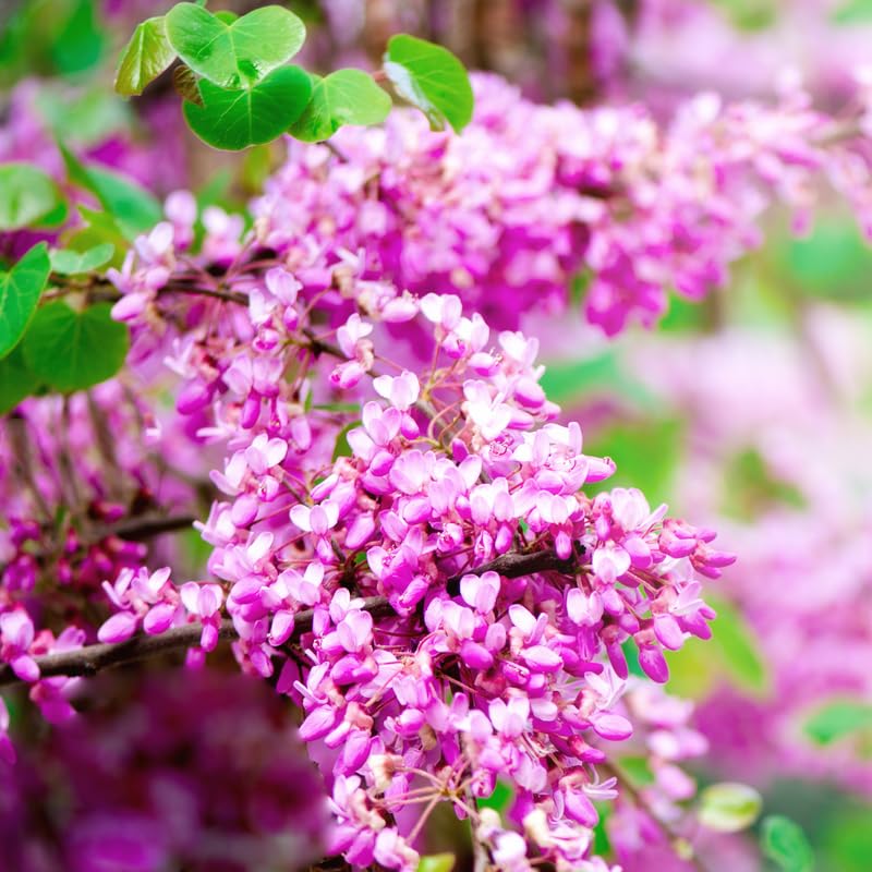 Eastern Redbud Tree Live Plant, 6-12" Tall, in Pot, Hardy Redbud Plant with Pink Spring Blossoms