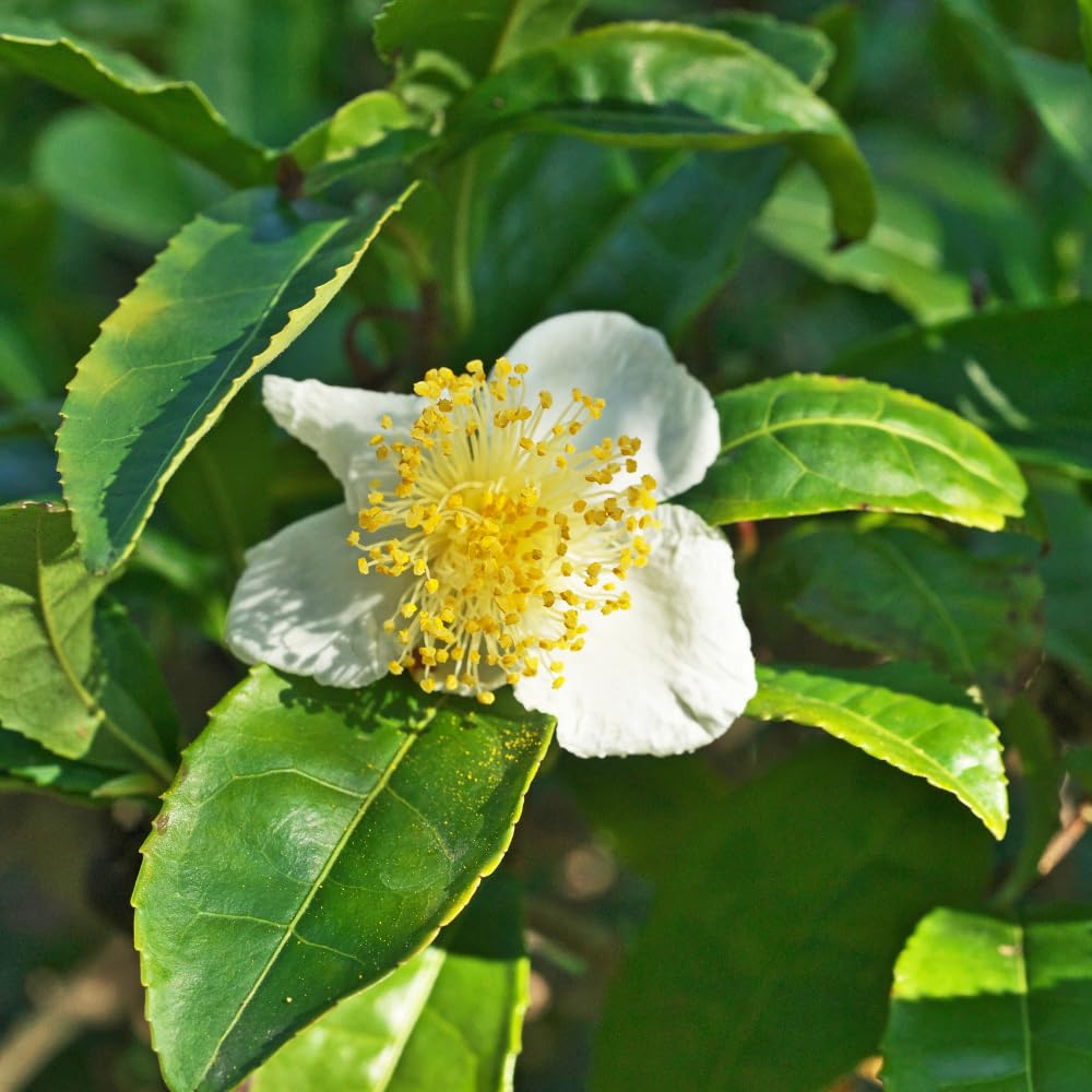 Camellia Plants Live, Camellia Sinensis Live Plant, Tea Tree Plant, Green Foliage Shrub for Planting, 5-7 Inches Tall