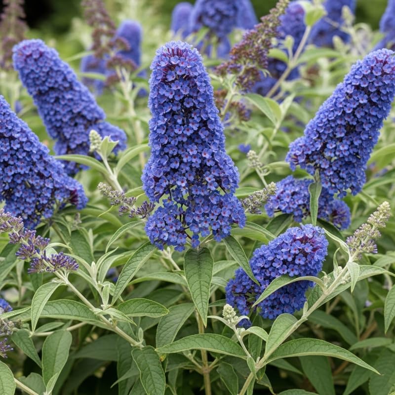 AVERAR 6 Months Old Light Blue Butterfly Bush Live Plant, Butterfly Bushes Ready to Plant Outdoor, Buddleia Plant Bush Shrub 5-7 Inches Tall, No Pot