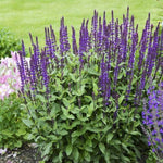4 Fragrant Sage Salvia Live Plants, Planting in Spring Sage Plants Live, 5 to 10 Inches in Tall, Change Color (Purple-Blue)