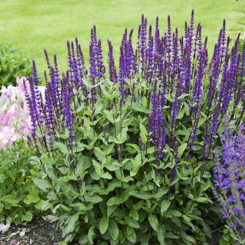 4 Fragrant Sage Salvia Live Plants, Planting in Spring Sage Plants Live, 5 to 10 Inches in Tall, Change Color (Purple-Blue)