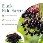 Set 10 Elderberry Cuttings for Planting, Elderberry Plant, 6-8 Inches Long, Black Elderberries for Edible Garden and Backyard