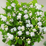 3 Climbing Jasmine Live Plants for Indoor Outdoor Planting, Orleans Sambac Jasmine Plants Live, Fragrant, 5-8" in Tall, Hardy