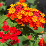 2 Red Lantana Plants Live, Colorful Perennial, Long-Blooming and Very Hardy, Size 5 to 12 Inches in Tall, Well-Rooted, Outdoor Planting