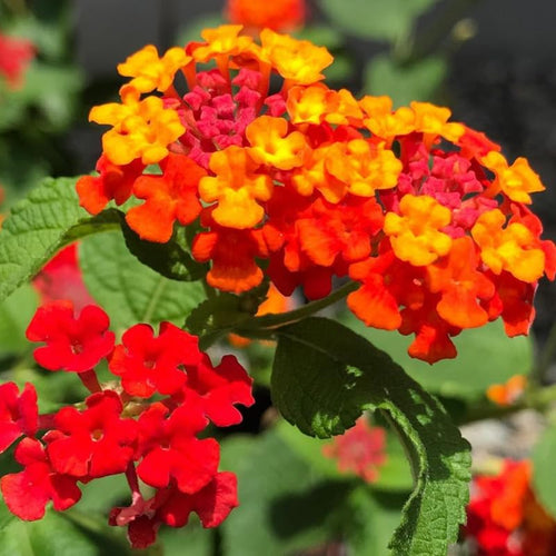 2 Red Lantana Plants Live, Colorful Perennial, Long-Blooming and Very Hardy, Size 5 to 12 Inches in Tall, Well-Rooted, Outdoor Planting