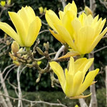 Yellow Magnolia Tree Live Plant in 1 Gallon Pot, 1-2 Feet Tall, 2 Years Old Well-Rooted Tree, Cold Hardy, Magnolia Shrub for Spring Planting, Fast-Growing