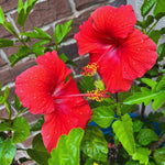 Hardy Hibiscus Plant Live, Red Hibiscus Tree Live Plant from 8 to 10 Inches Tall, Perennial Hibiscus Flower