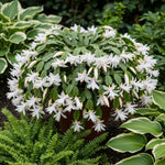 White Easter Cactus Plants Live, Starter Holiday Cactus Plant for Indoor Outdoor Houseplants, False Christmas Thanksgiving Cactus Like, Cold Hardy, 5-9" in Tall, No Pot