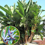 Sets 2 Assorted Bird of Paradise Plants Live, Mixed, 5 to 9 Inc Tall, No Pot, Tropical Houseplant, Exotic and Vibrant Color