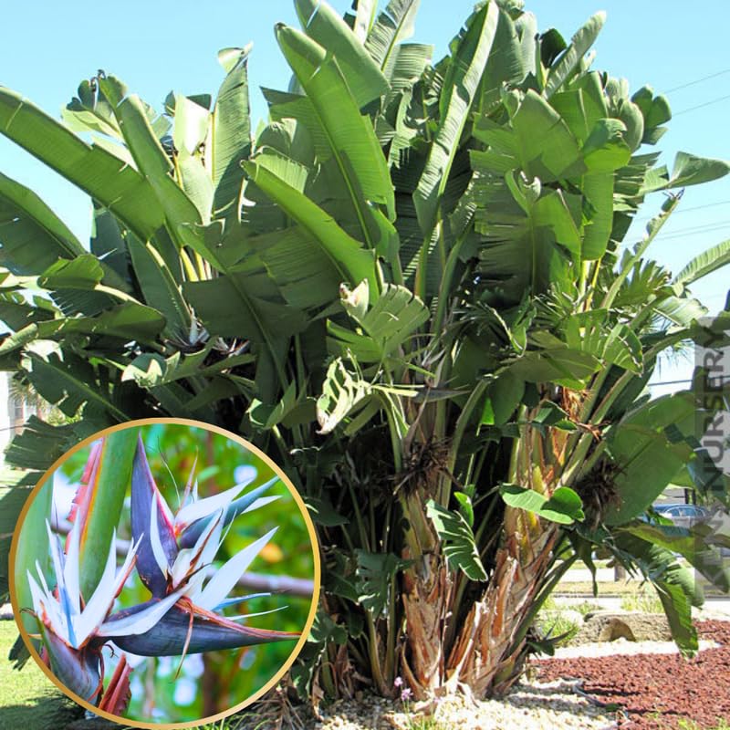 Sets 2 Assorted Bird of Paradise Plants Live, Mixed, 5 to 9 Inc Tall, No Pot, Tropical Houseplant, Exotic and Vibrant Color