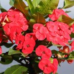 Red Crown of Thorns Plant, 6 to 10 Inc Tall, Hardy Euphorbia Milii Tree Live Plant, Houseplant Succulents Live