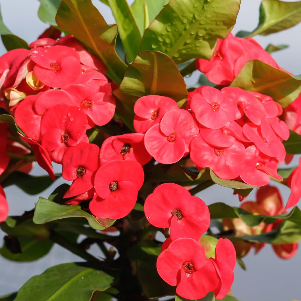 Red Crown of Thorns Plant, 6 to 10 Inc Tall, Hardy Euphorbia Milii Tree Live Plant, Houseplant Succulents Live