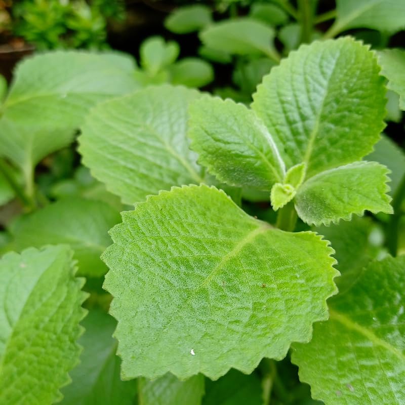 Cuban Oregano Plants Live, 2 Plants, Live Cuban Oregano Plant Indoor, 4 to 6 Inc Tall, Mexican Mint Plant, Spanish Thyme Plant Live, Well Rooted for Gardening
