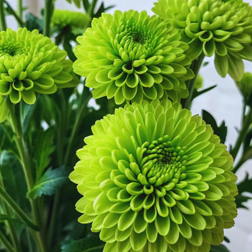 2 Mums Plants Live, Green Chrysanthemum Plants Live, 5 to 7 Inc Long, Chrysanthemum Flower Live Plant Growing