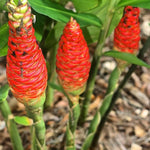 5 Shampoo Ginger Roots, Awapuhi Zingiber Zerumbet Fresh Ginger Rhizomes, Live Ginger Lily Perennial Garden