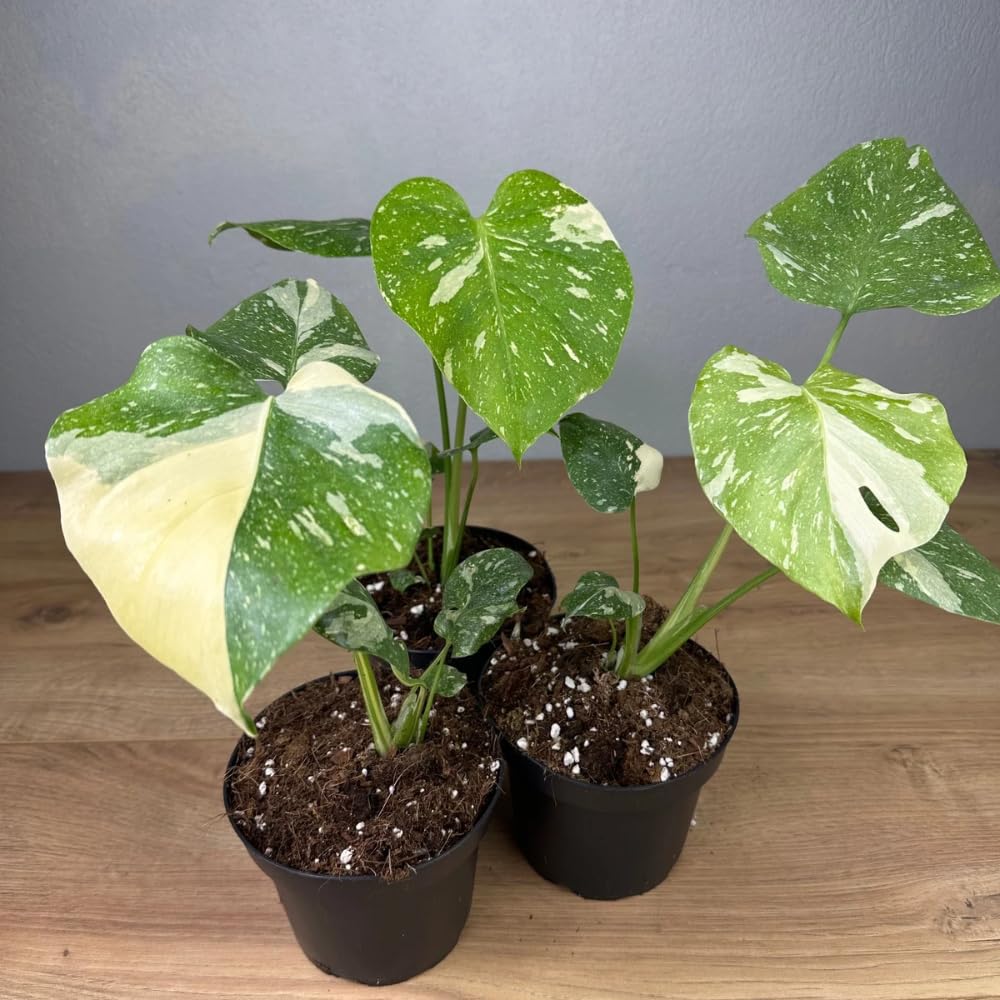 Monstera Plant Live, Rare Tropical Philodendron Indoor Live Plant, Low Maintenance Houseplant 4-8 Inches (Variegated Monstera)