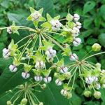 3 Light White Milkweed Plant Live, Asclepias Tuberosa Butterfly Bush, 4-8"