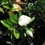 Southern Magnolia Plant Live, 8 to 11 Inches Tall, Magnolia Tree Live Plant for Gardening Shrub Plant Outdoors