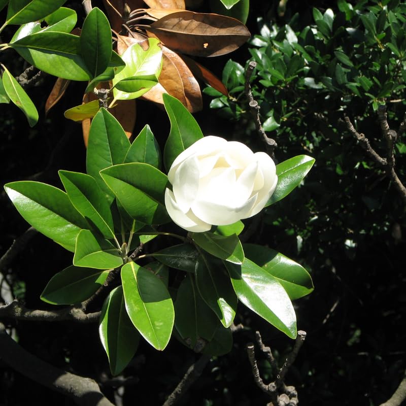 Southern Magnolia Plant Live, 8 to 11 Inches Tall, Magnolia Tree Live Plant for Gardening Shrub Plant Outdoors