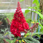 Red Butterfly Bush Buddleia Butterfly Plant Live, 4-9" Tall Well-Rooted for Outdoor Gardens, Perennial Shrub, No Pot
