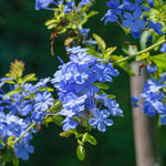 Blue Plumbago Live Plant, 4-6 Inches Tall in 4 Inch Pot, Plumbago Vine Plant for Planting, Vibrant Flowering Starter Plant