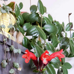 Red Lipstick Plant Live 2-5 Inch Tall, Lipstick Trailing Vine Houseplant for Indoor Growing, Home Decor Plant, No Pot