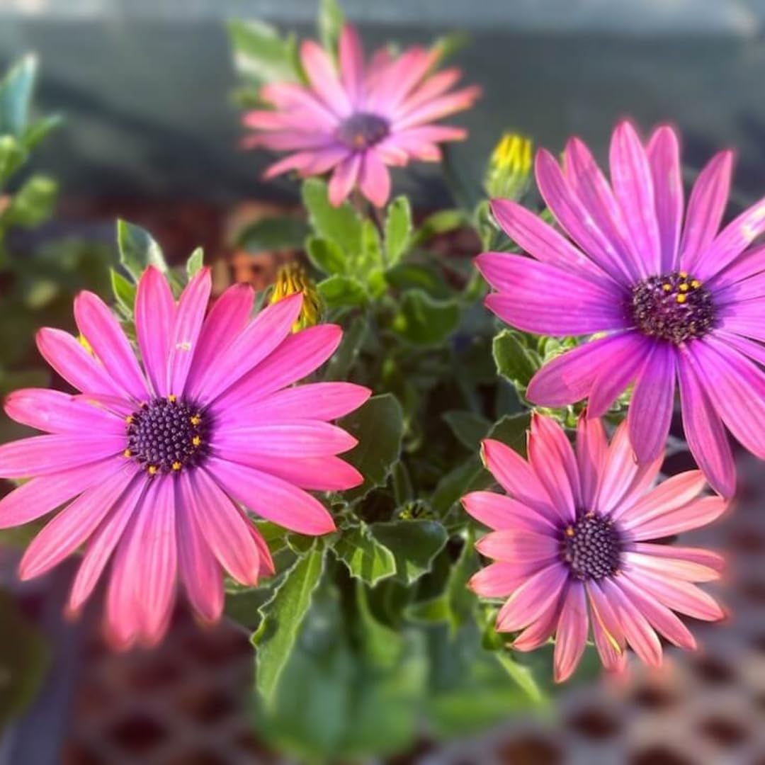 Pink Daisy Plant 4 Inc Potted, Osteospermum Flower Plants Live, 4 Small Plant, Perennial Flower Garden Planting Osteospermum Plants Live Pot