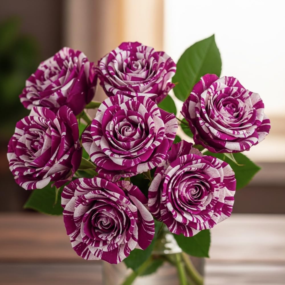 White Purple Climbing Rose Live Plant, 6 Months Old Starter, Fragrant Purple Climbing Roses for Planting Outdoor, No Pot