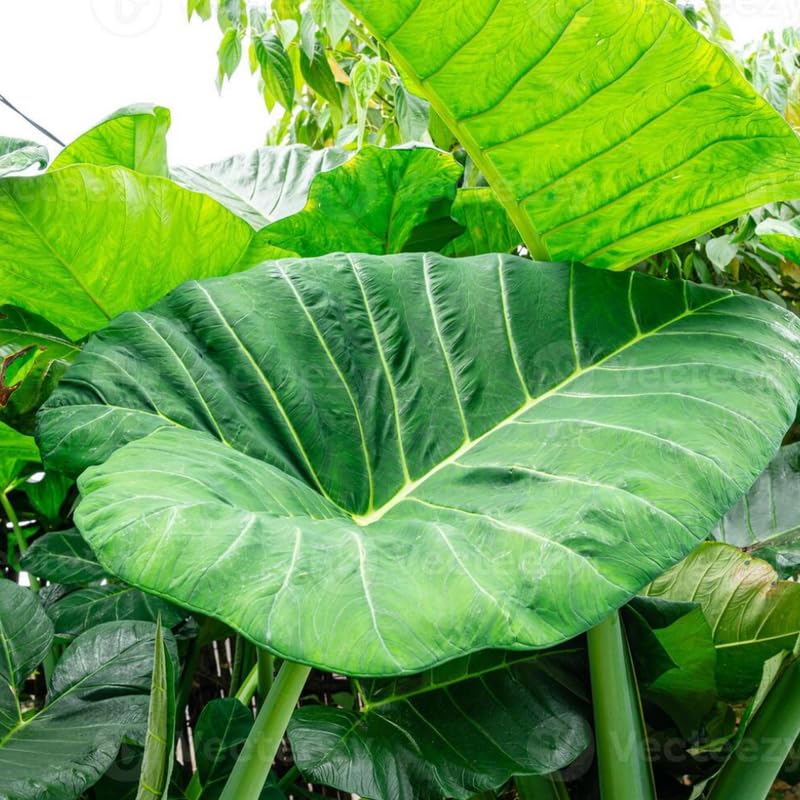 Colocasia Live Plant, 4-8'' Tall, Elephant Ear Plant, Esculenta Taro Alocasia Housplant, Indoor Outdoor Planting (Large Leaves)