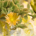 Yellow Ice Plant Live, Perennial Ice Plant Ground Cover for Planting 4 Inch Pot
