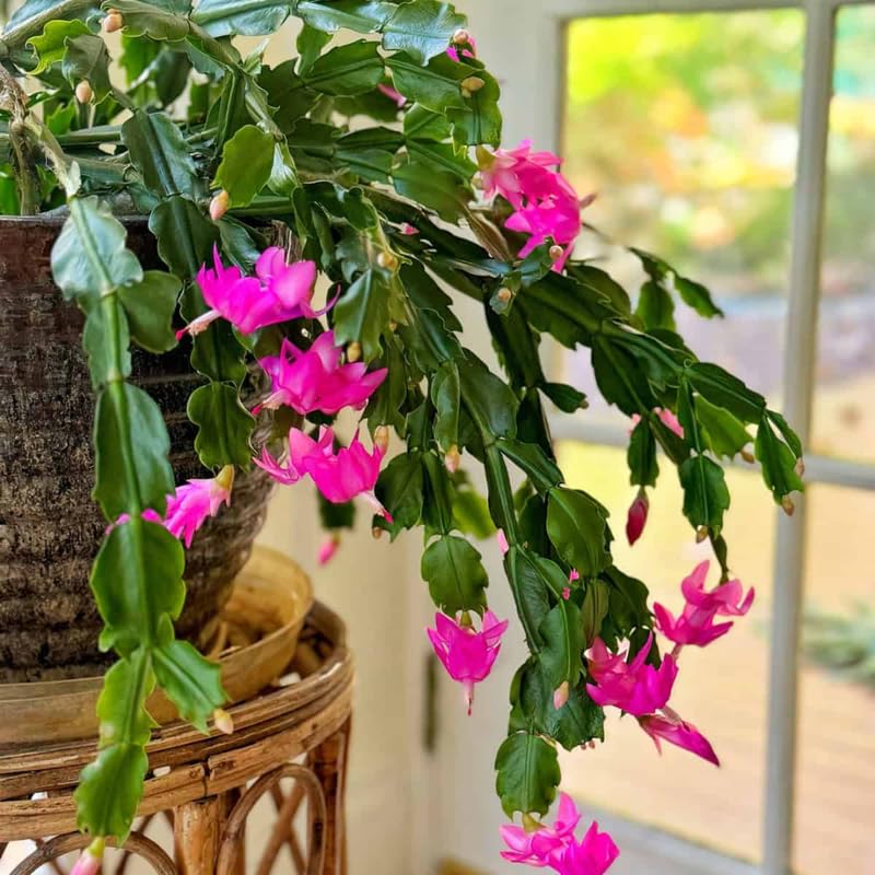 Thanksgiving Cactus Live Plant in 2" Pot, Holiday Christmas Cactus Plants Live, Winter Bloom, Indoor Planting, Ready to Blooms (Random Single Bloom)