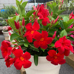 2 Red Mandevilla Bush Plants, 10 to 17 Inc in Height, Mandevilla Live Plant, Mandevilla Plants Live
