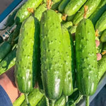 2 Cucumber Plants Live for Planting, Live Cucumber Plants for Planting, Vegetable Plant, 3 to 5 Inches Tall