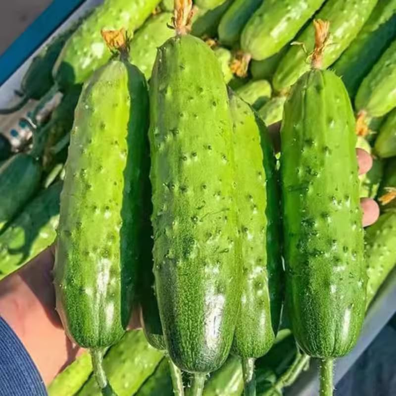 2 Cucumber Plants Live for Planting, Live Cucumber Plants for Planting, Vegetable Plant, 3 to 5 Inches Tall