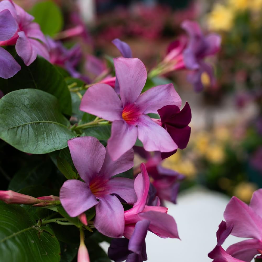 2 Mandevilla Live Plants, Flowering Mandevilla Plants, 5-9” Height, Mandevilla Trellis Vines for Outdoor Garden and Containers (Blue Mandevilla Plant)