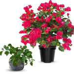 Combo 2 Bougainvillea Plants Live Trees, Outdoor Bougainvillea Plant for Trailing Flowering Vines or Bush Tree, 5-10” Tall, Well-Rooted Bougainvillea Vivid Red