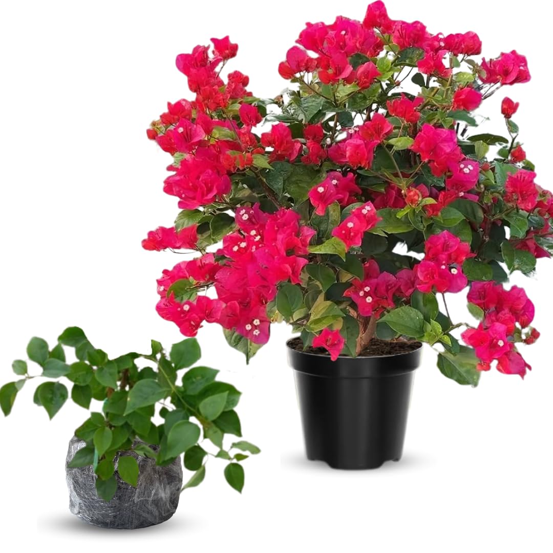 Combo 2 Bougainvillea Plants Live Trees, Outdoor Bougainvillea Plant for Trailing Flowering Vines or Bush Tree, 5-10” Tall, Well-Rooted Bougainvillea Vivid Red